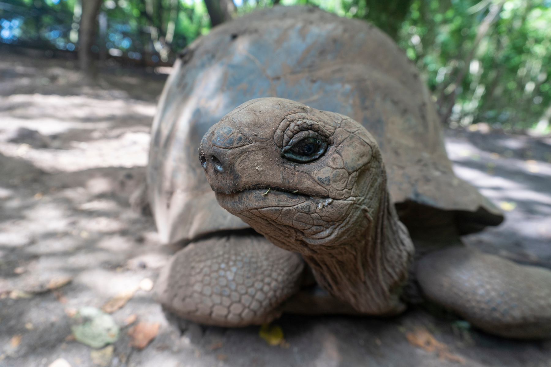 giant tortoise in Zanzibar