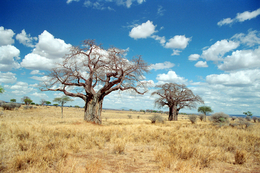 baobab trees in serengeti