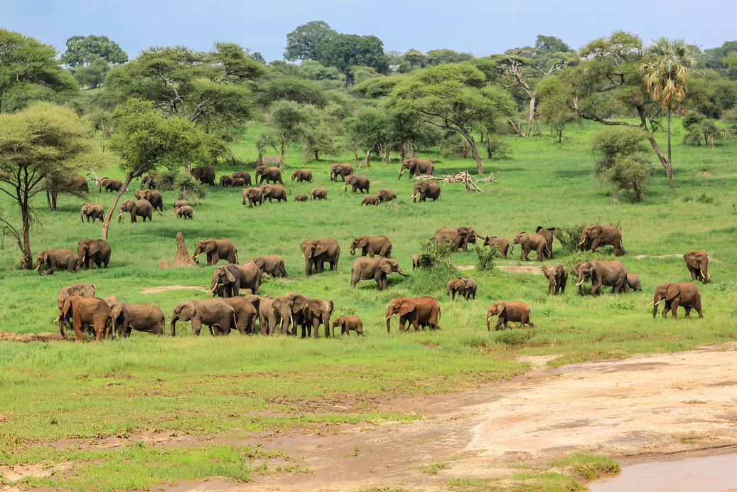 a herd of elephants