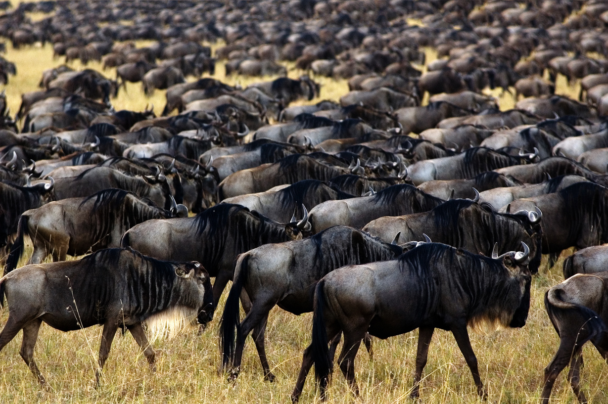 a large herd of wildebeest