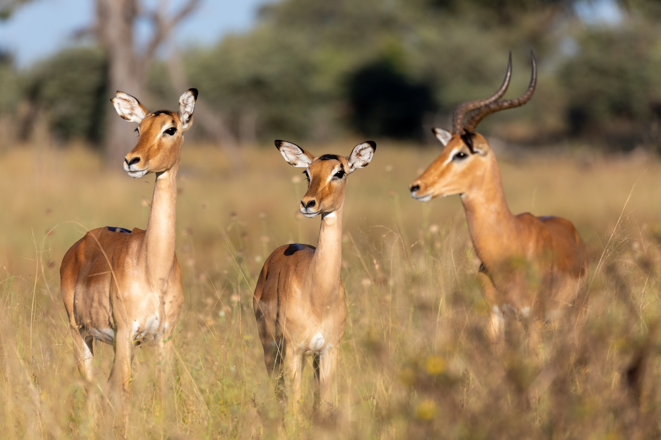 Serengeti  National Park Tour